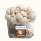 Lion's Mane Mushroom Grow Kit Fruiting Block - 5 LBS - Rustic Threads Farm