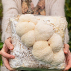 Lion's Mane Mushroom Grow Kit Fruiting Block - 5 LBS - Rustic Threads Farm