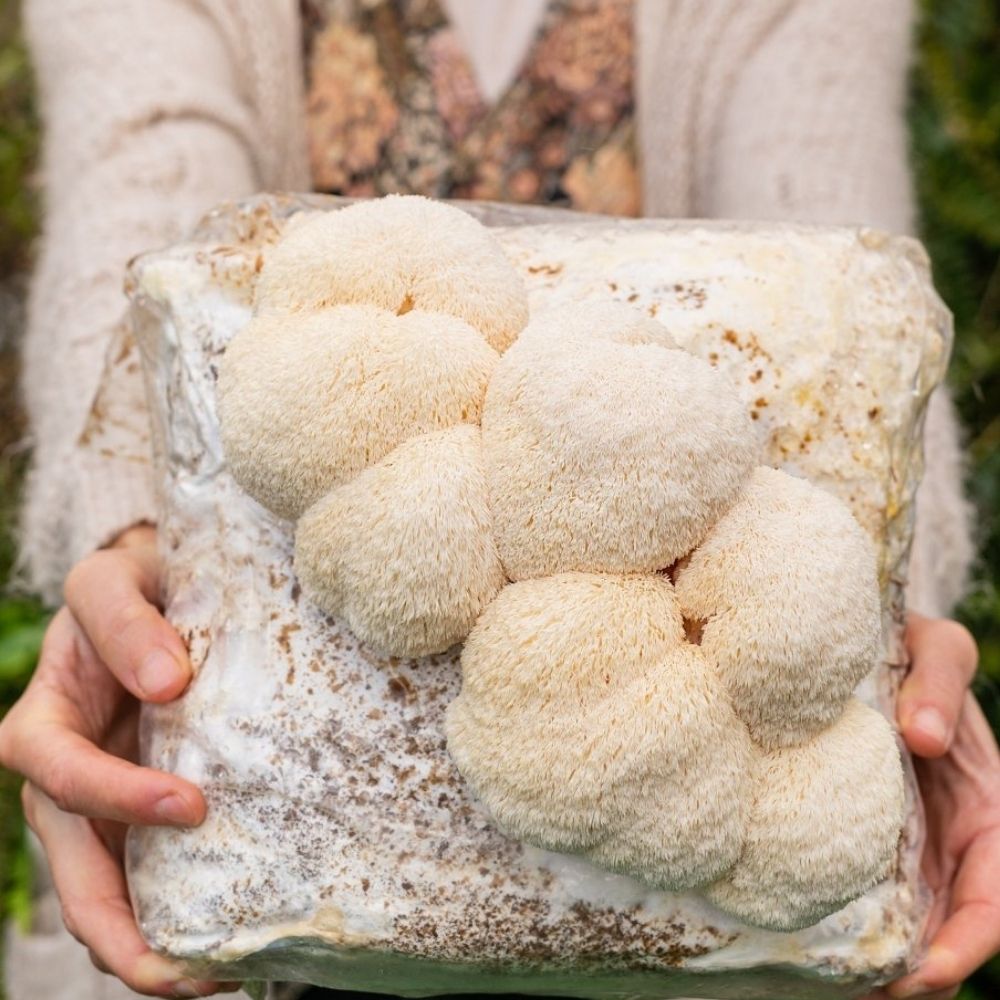 Lion's Mane Mushroom Grow Kit Fruiting Block - 5 LBS - Rustic Threads Farm