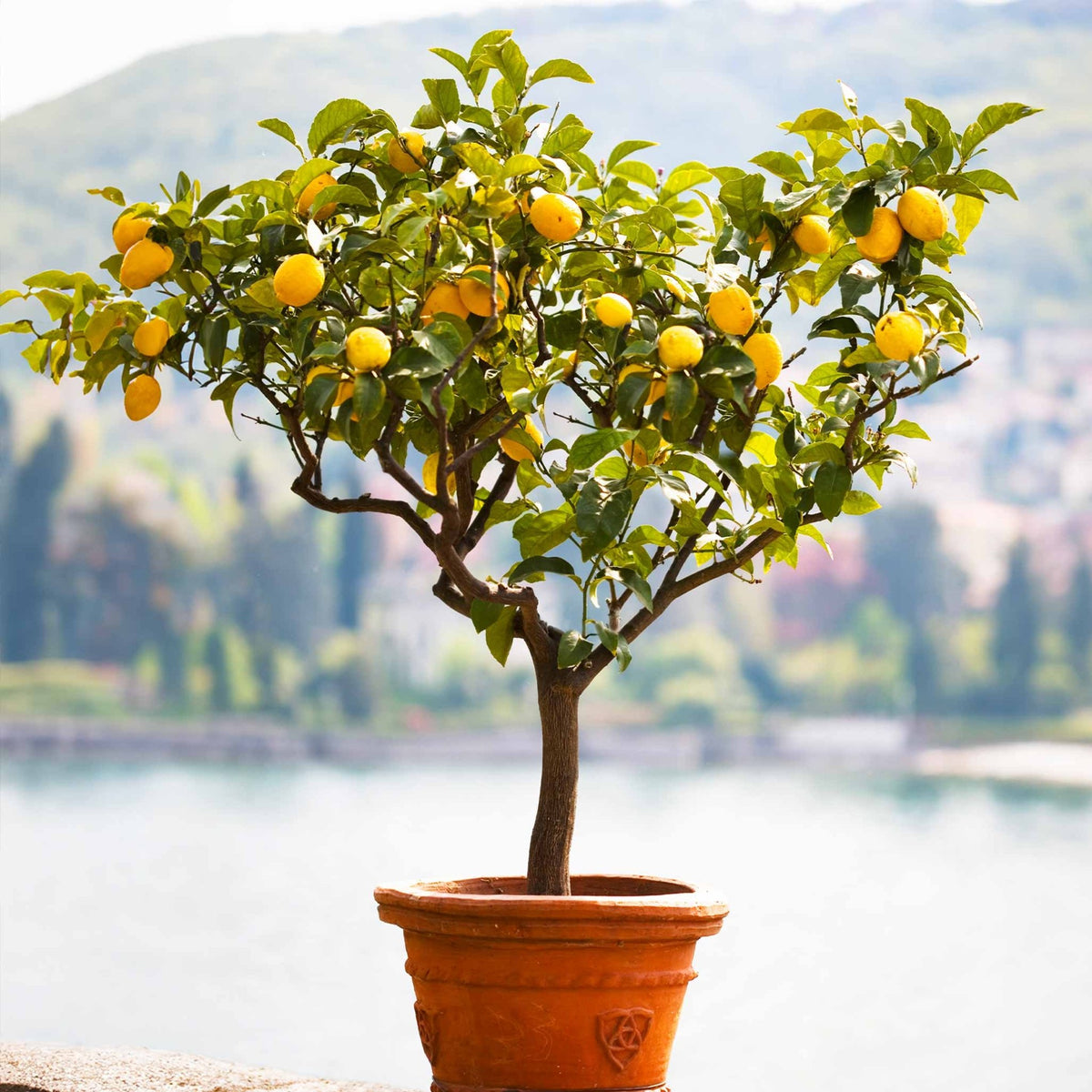 Meyer Lemon Tree (FL) - Rustic Threads Farm