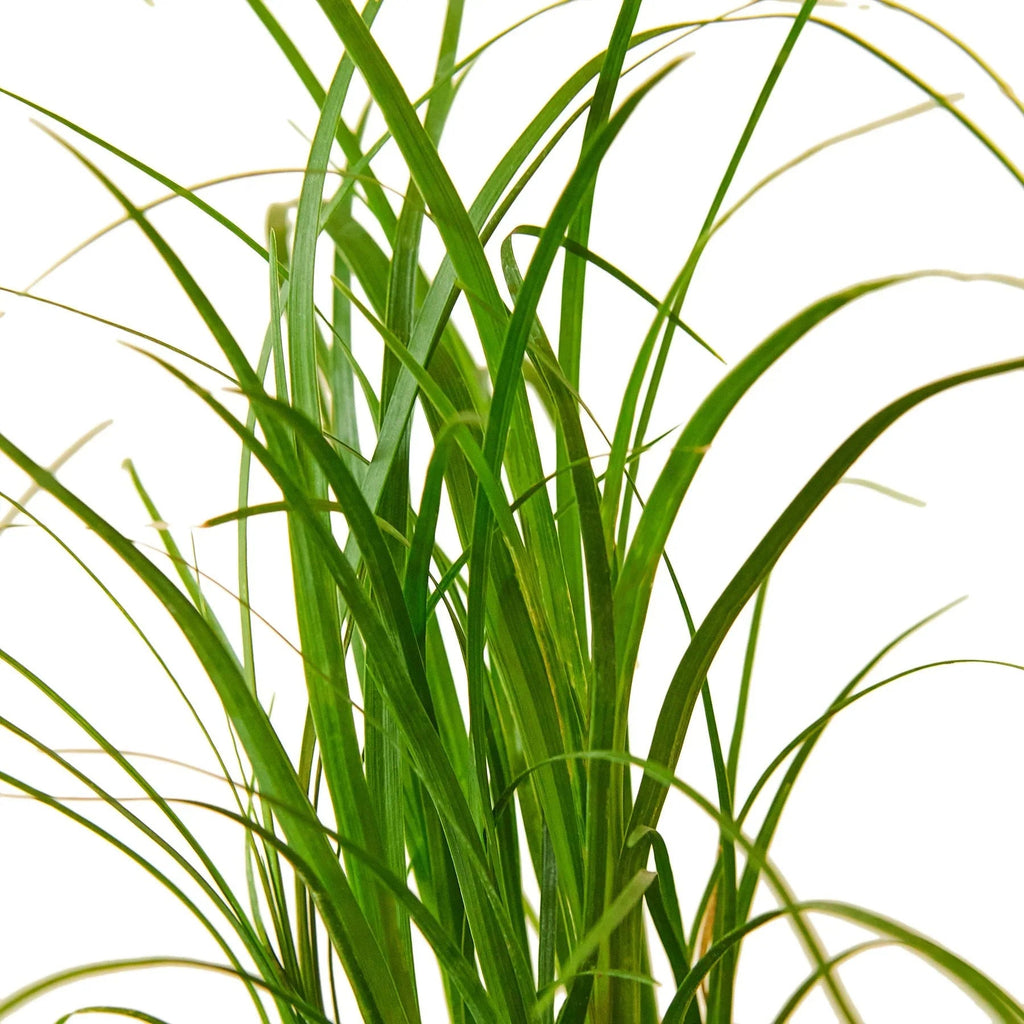 Palm Ponytail - Rustic Threads Farm