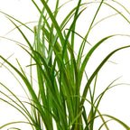 Palm Ponytail - Rustic Threads Farm