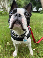 PetHub QR Pet ID Tag – Original Get Me Home Club - Rustic Threads Farm