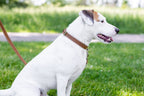 Pro Line Hunting Leather Collar and Leash Set - Rustic Threads Farm