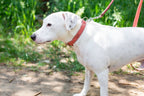 Pro Line Hunting Leather Collar and Leash Set - Rustic Threads Farm