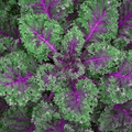 Red Russian Kale Seeds | Non-GMO | Purple Stems, Tender Leaves | Cold Tolerant | | USDA Zones 3-9 - Rustic Threads Farm