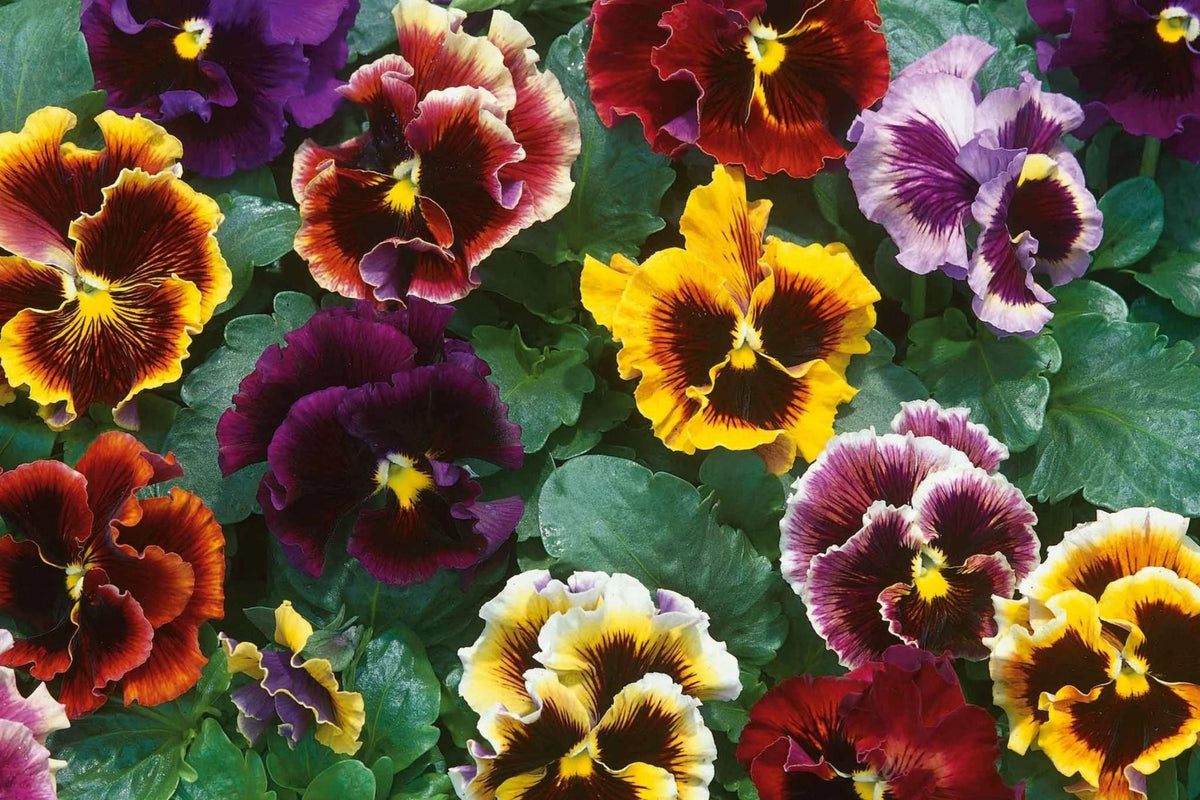 Rococo Mix Pansy Seeds – 200+ Viola Flower Seeds, , Heirloom Variety, Cool Weather Blooms, Garden & Container - Rustic Threads Farm
