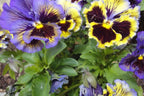 Rococo Mix Pansy Seeds – 200+ Viola Flower Seeds, , Heirloom Variety, Cool Weather Blooms, Garden & Container - Rustic Threads Farm