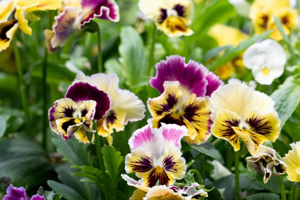 Rococo Mix Pansy Seeds – 200+ Viola Flower Seeds, , Heirloom Variety, Cool Weather Blooms, Garden & Container - Rustic Threads Farm