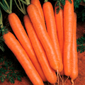 Scarlet Nantes Carrot Seeds | Heirloom, Non-GMO | Ultra-Sweet, 6-8" Roots | 65 Days to Maturity | USDA Zones 2-10 | - Rustic Threads Farm
