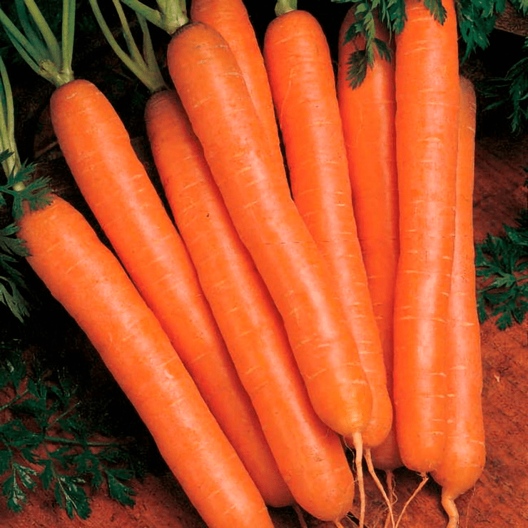 Scarlet Nantes Carrot Seeds | Heirloom, Non-GMO | Ultra-Sweet, 6-8" Roots | 65 Days to Maturity | USDA Zones 2-10 | - Rustic Threads Farm