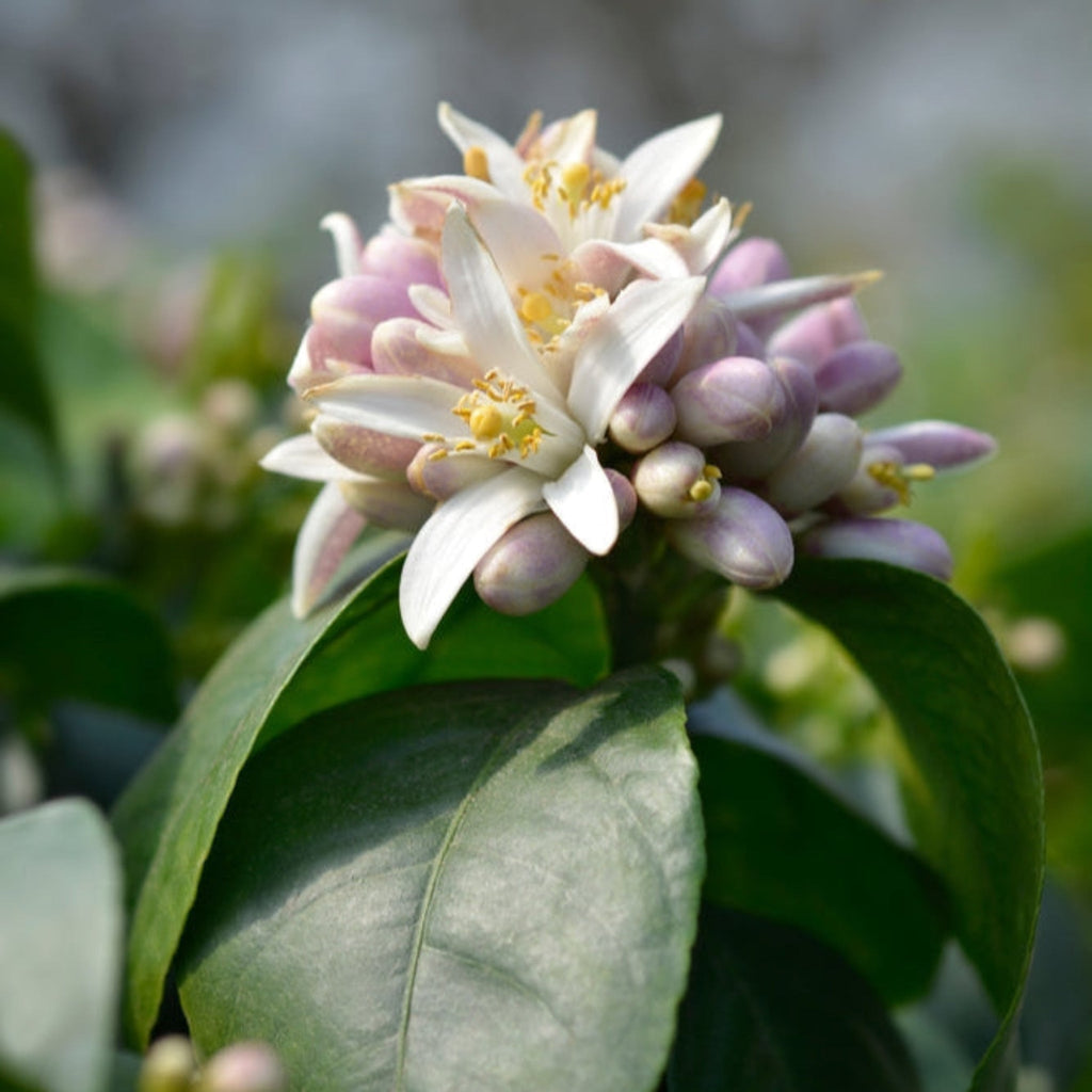 Meyer Lemon Tree (FL)