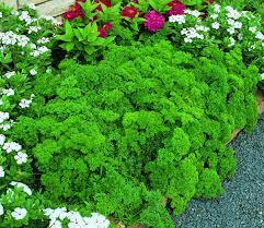 Triple Curled Parsley Seeds | Heirloom - Non-GMO | 500 Seeds | Curly Garnish Herb | Fast Growing | USDA Zones 3-10 | - Rustic Threads Farm