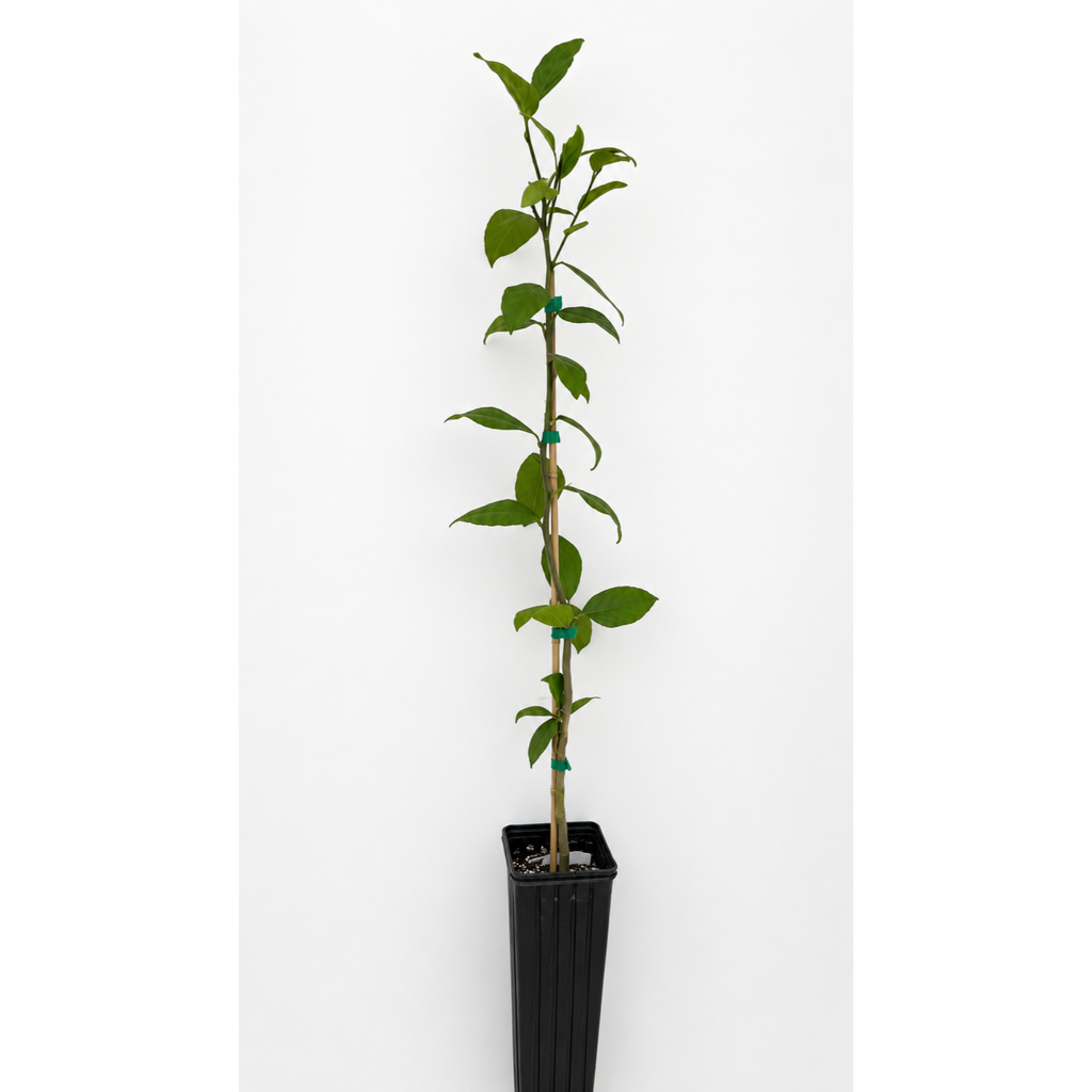 Meyer Lemon Tree (FL)