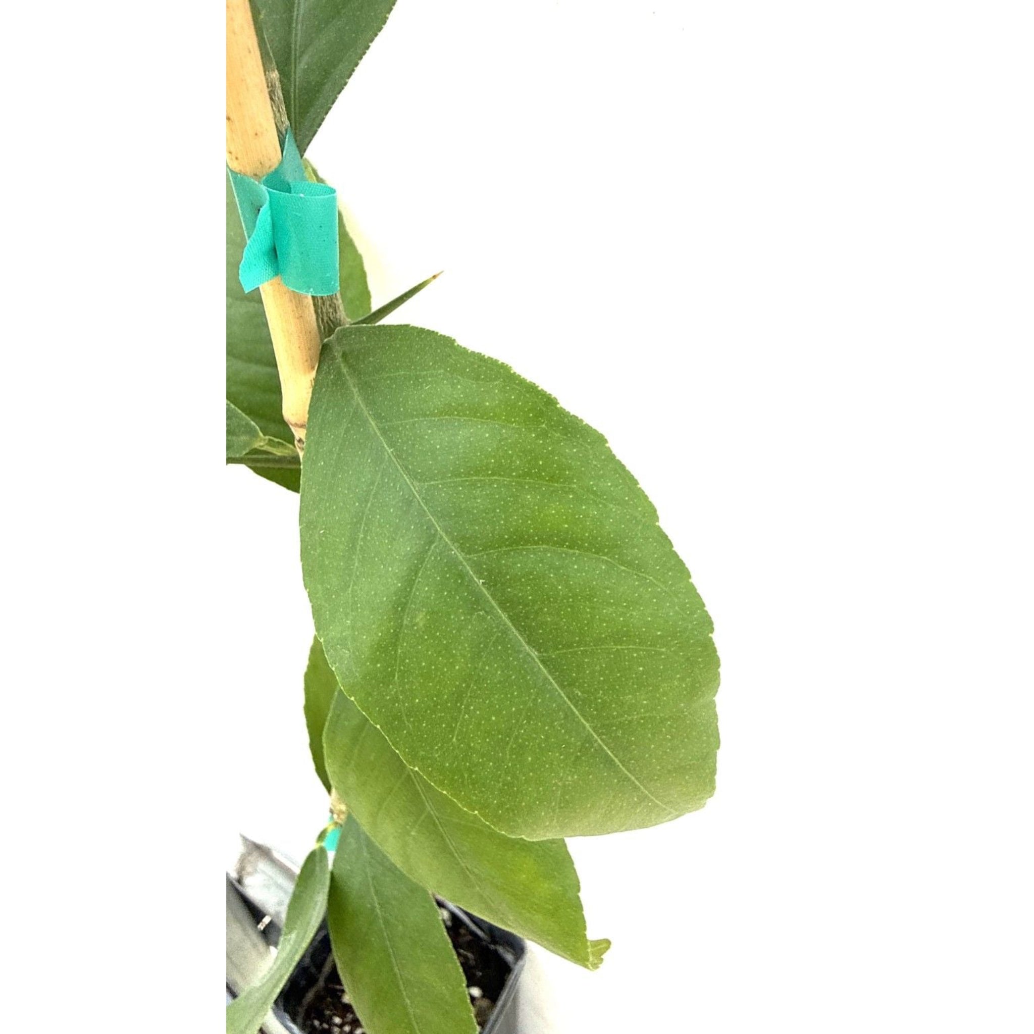 Meyer Lemon Tree (FL)