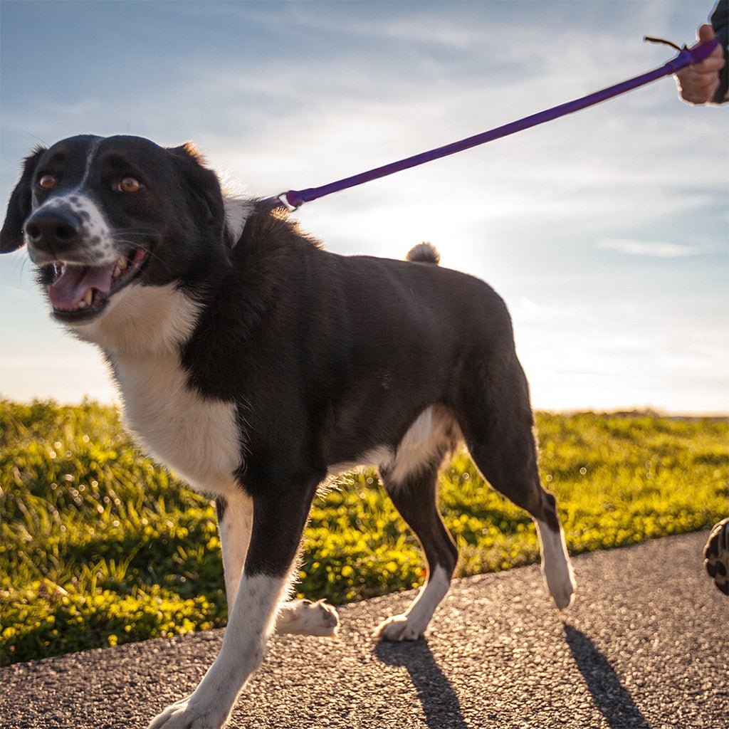 WUNDERleash – The Original No-Pull Dog Leash - Rustic Threads Farm
